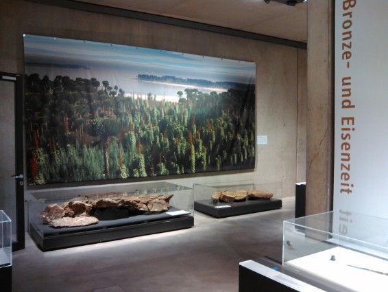 Der älteste Wald der Welt in der Ausstellung des LVR-Museums, Bonn